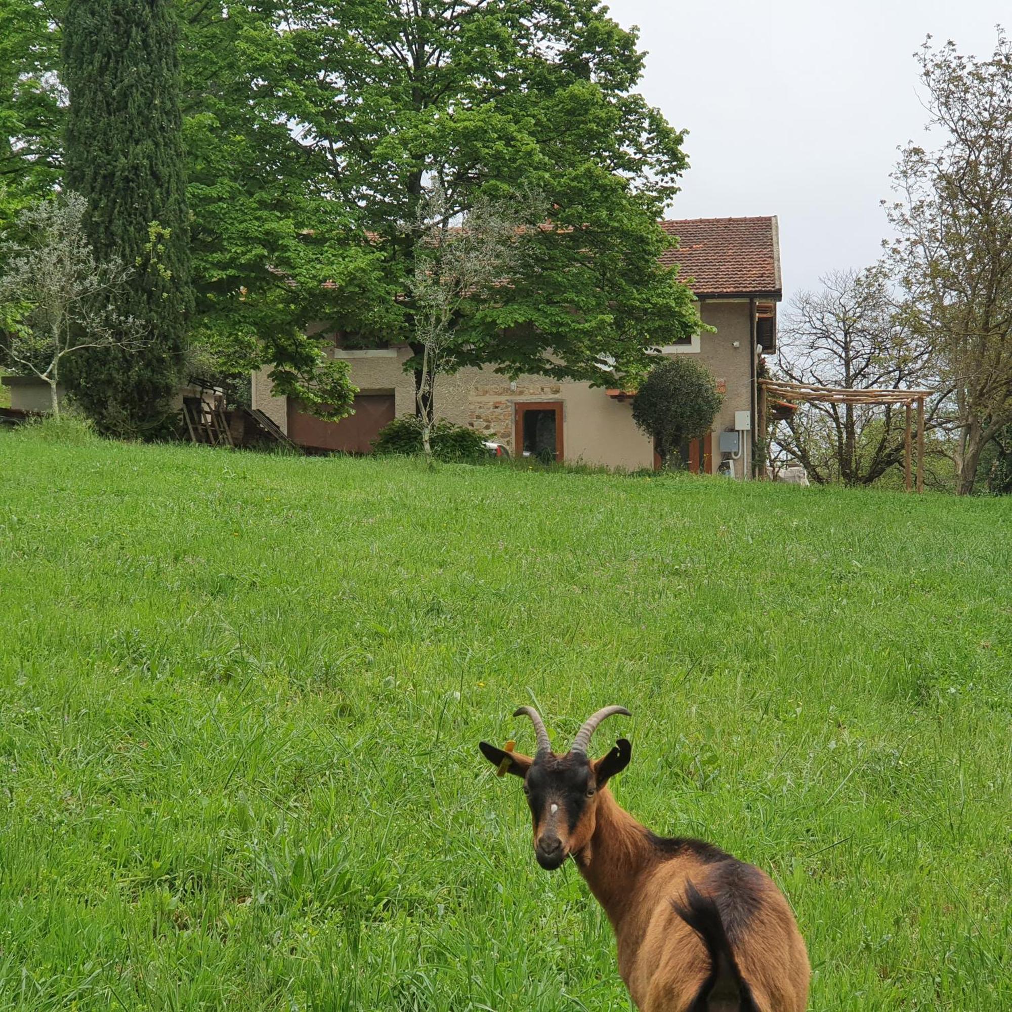 Stirpe Nel Bosco - Fiocco Montevettolini
